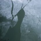 January 2017 ice drift on the Danube