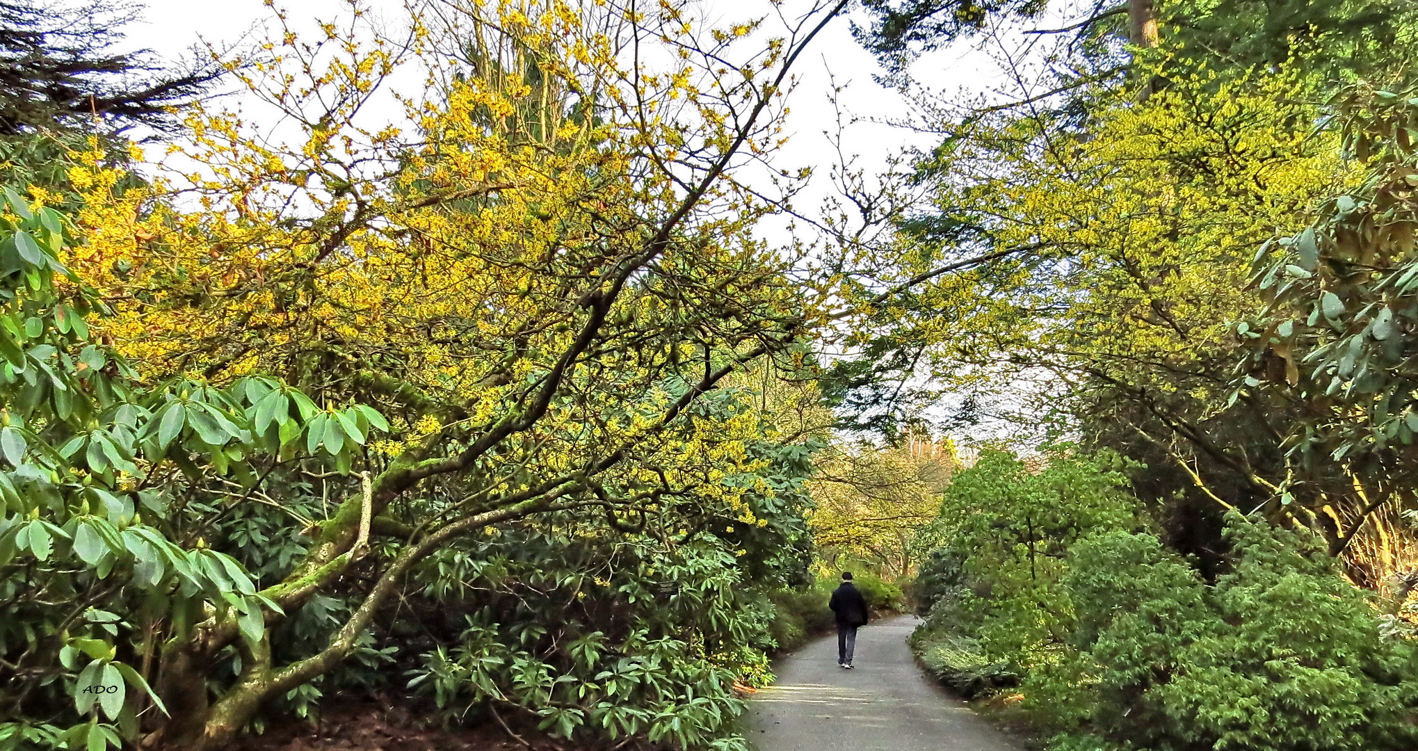 January on the Garden Path