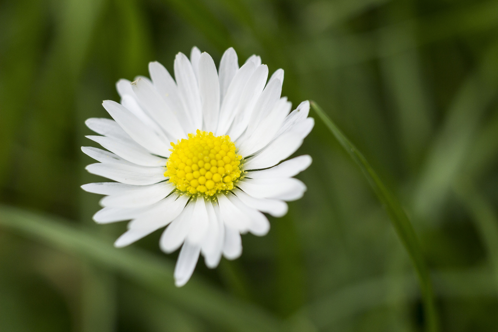 janzBlümchen