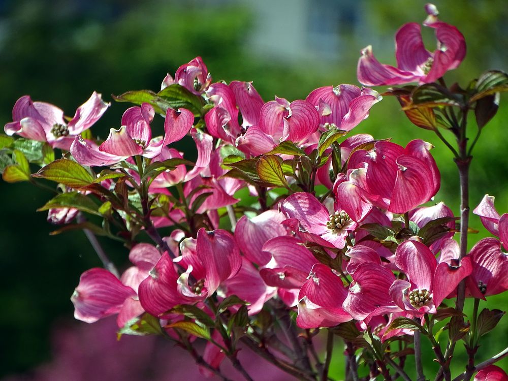 Jap. BlumenHartriegel Foto & Bild pflanzen, pilze & flechten