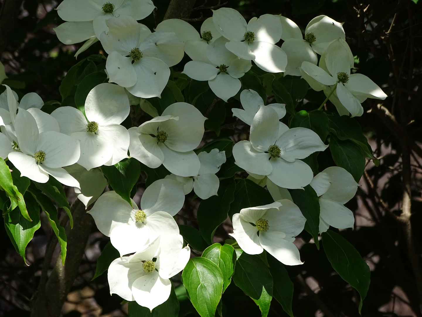 Jap. BlumenHartriegel Foto & Bild pflanzen, pilze & flechten