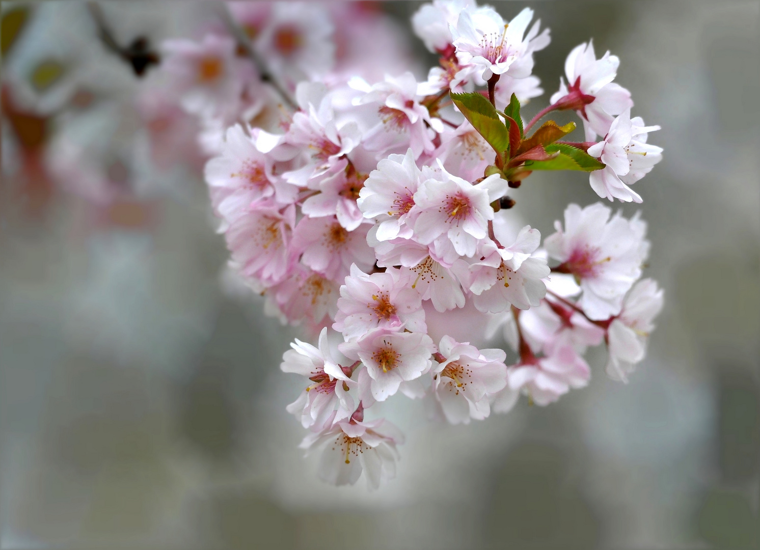 jap. Kirschblüten 1