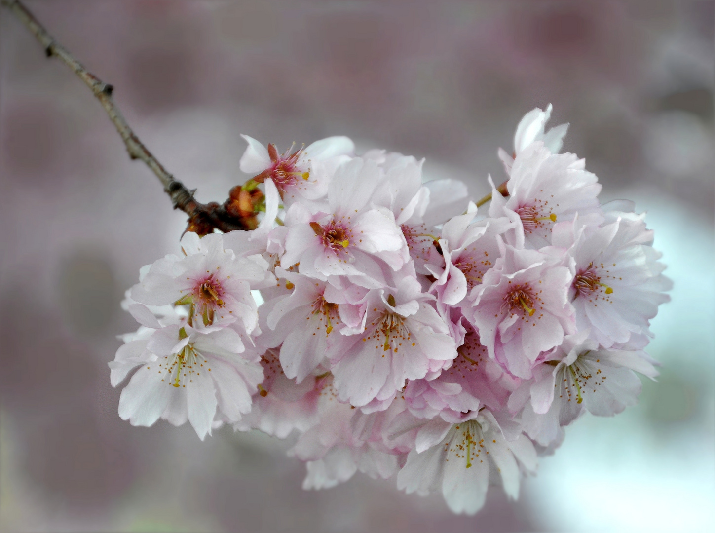 jap. Kirschblüten 2