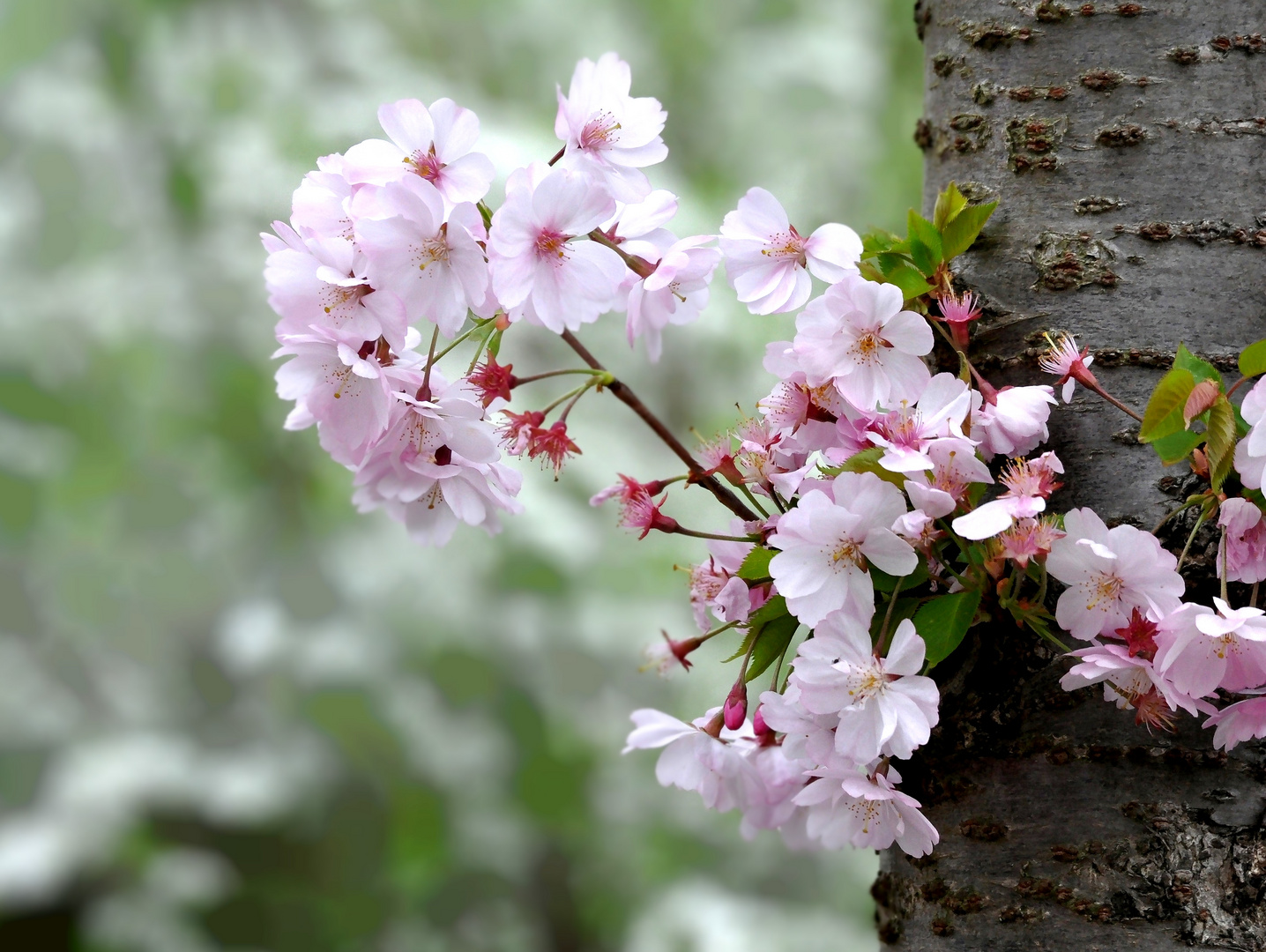 jap. Kirschblüten 3