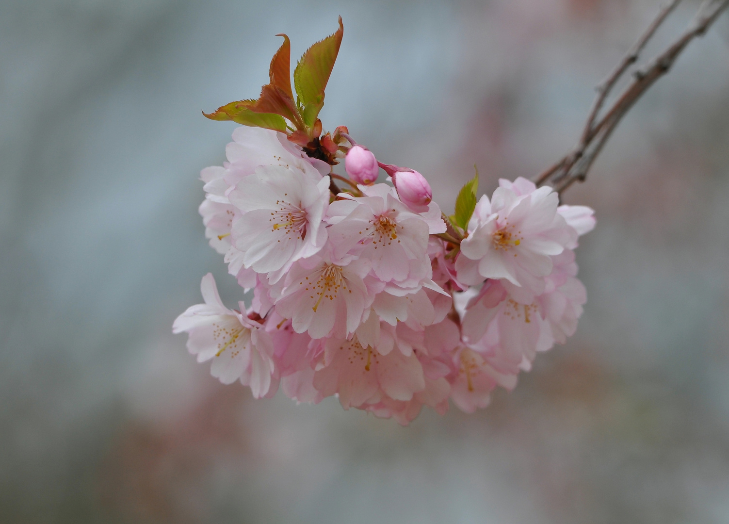 jap. Kirschblüten 4