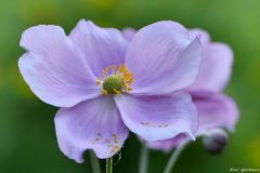 Japan-Anemone