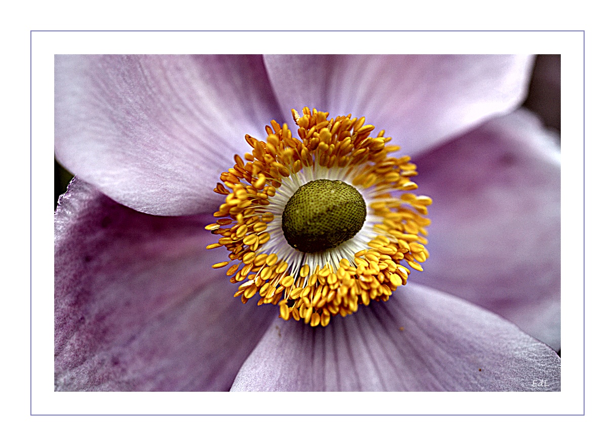 Japan Anemone