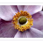 Japan Anemone