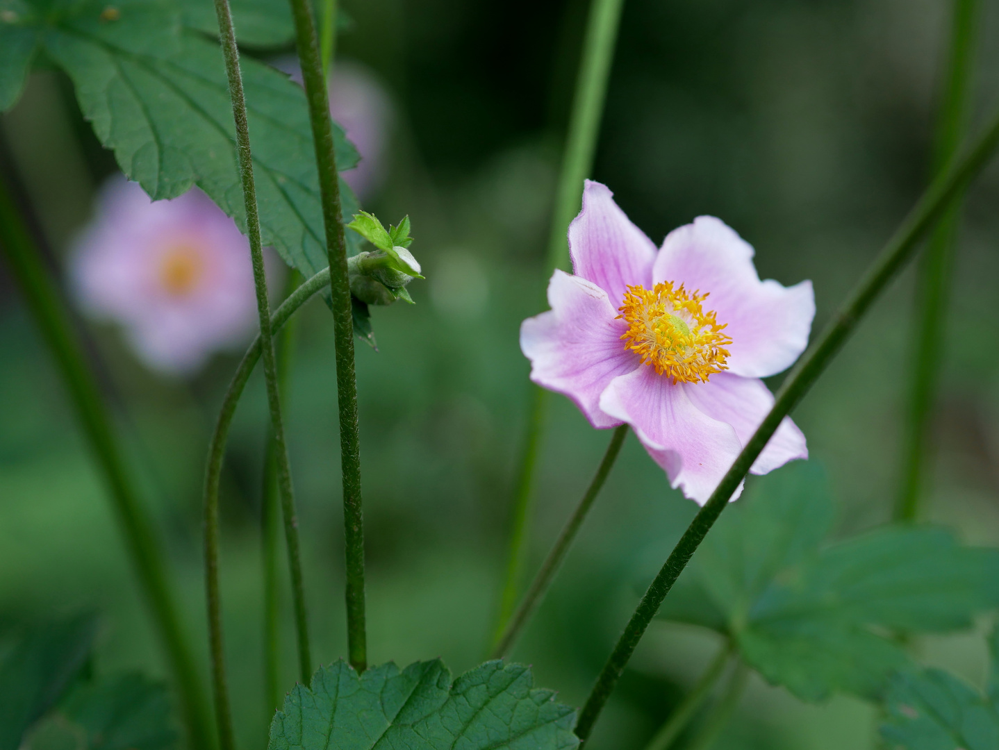 Japan-Anemone