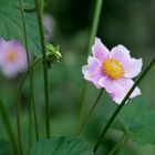 Japan-Anemone