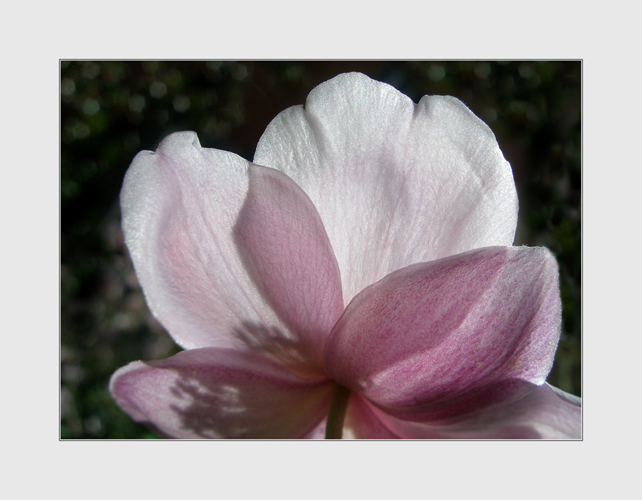 Japan-Anemone