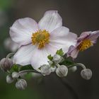 Japan-Anemone