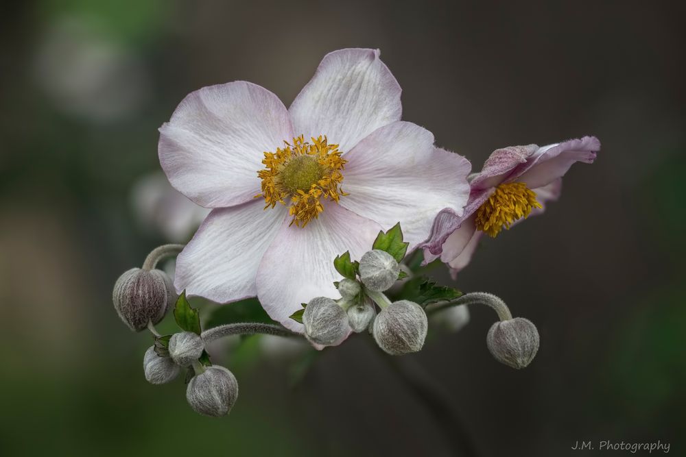 Japan-Anemone