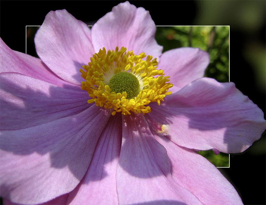 Japan-Anemone