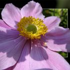 Japan-Anemone