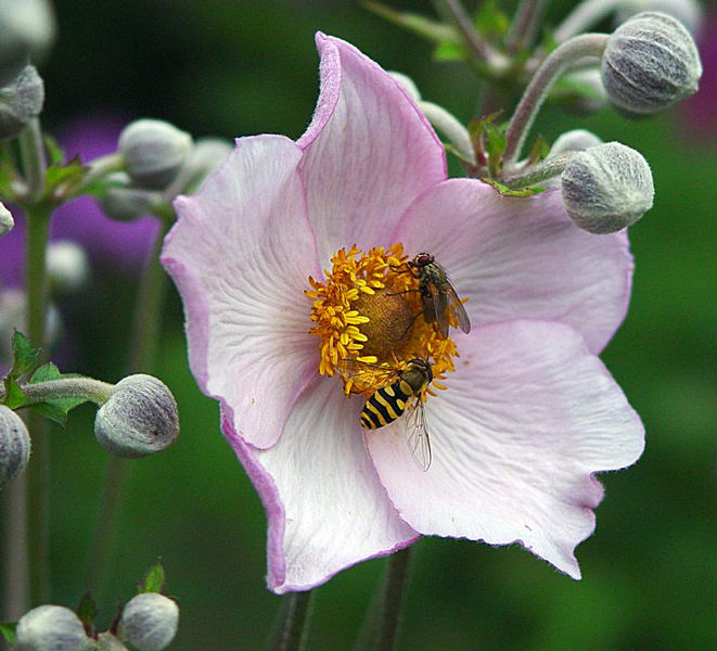 Japan-Anemone mit Besuch