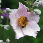 Japan-Anemone mit Besuch