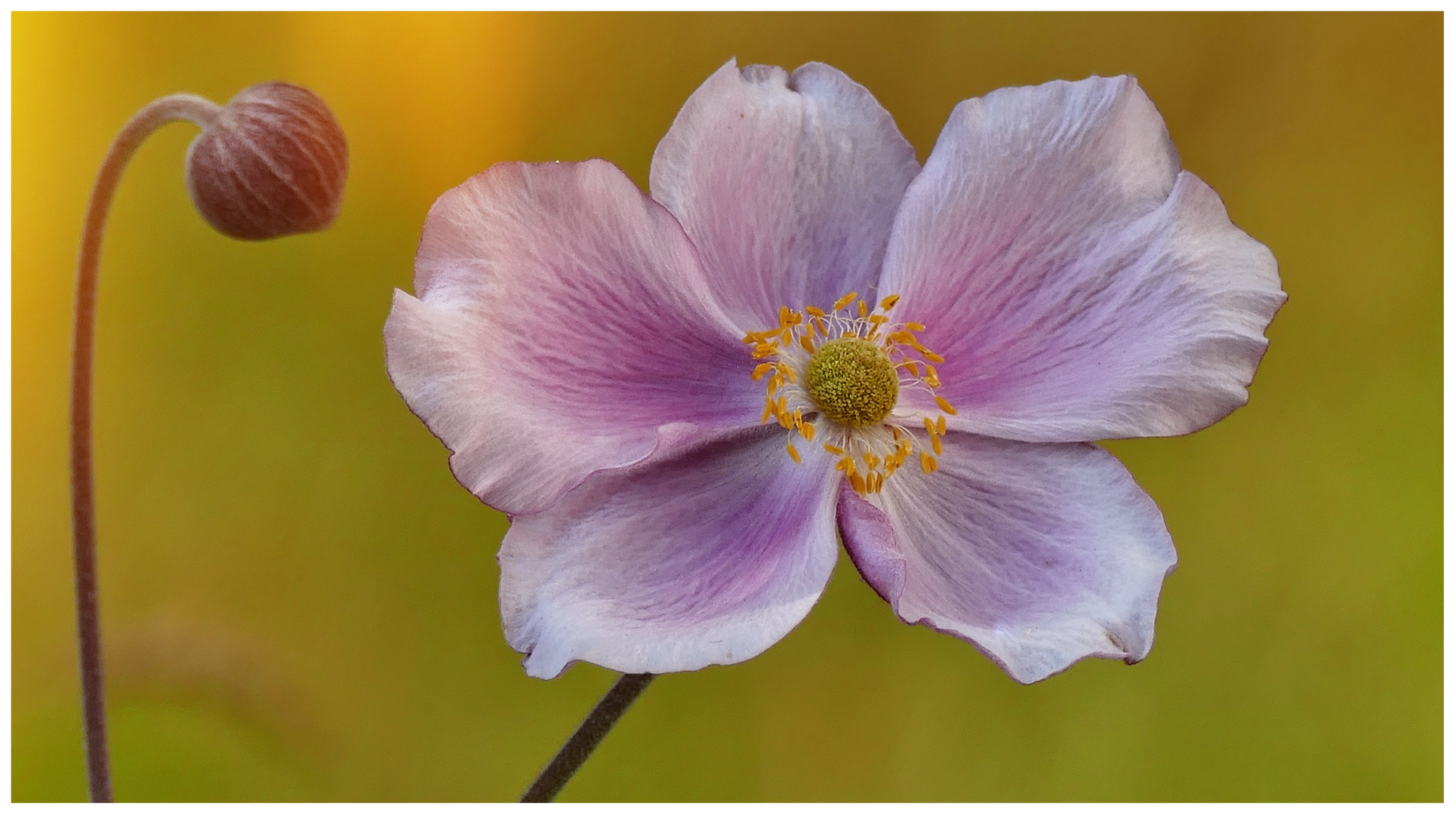 Japan-Anemone (Ranunculaceae)