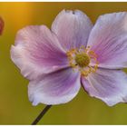 Japan-Anemone (Ranunculaceae)