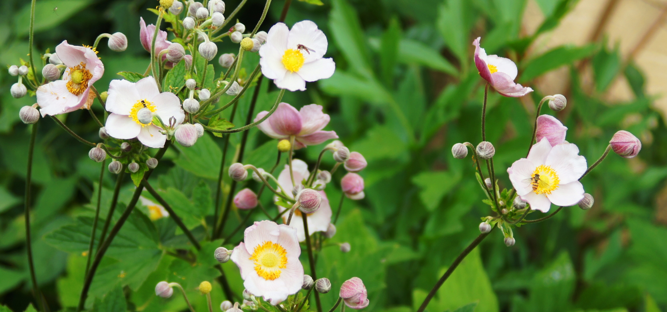 Japan-Anemone / Wie immer aus Nachbars Garten