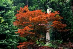 Japan, der Baum