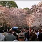 Japan: Ein gemütlicher Sonntagnachmittag im Park...