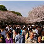 Japan: Ein gemütlicher Sonntagnachmittag im Park, Teil 2