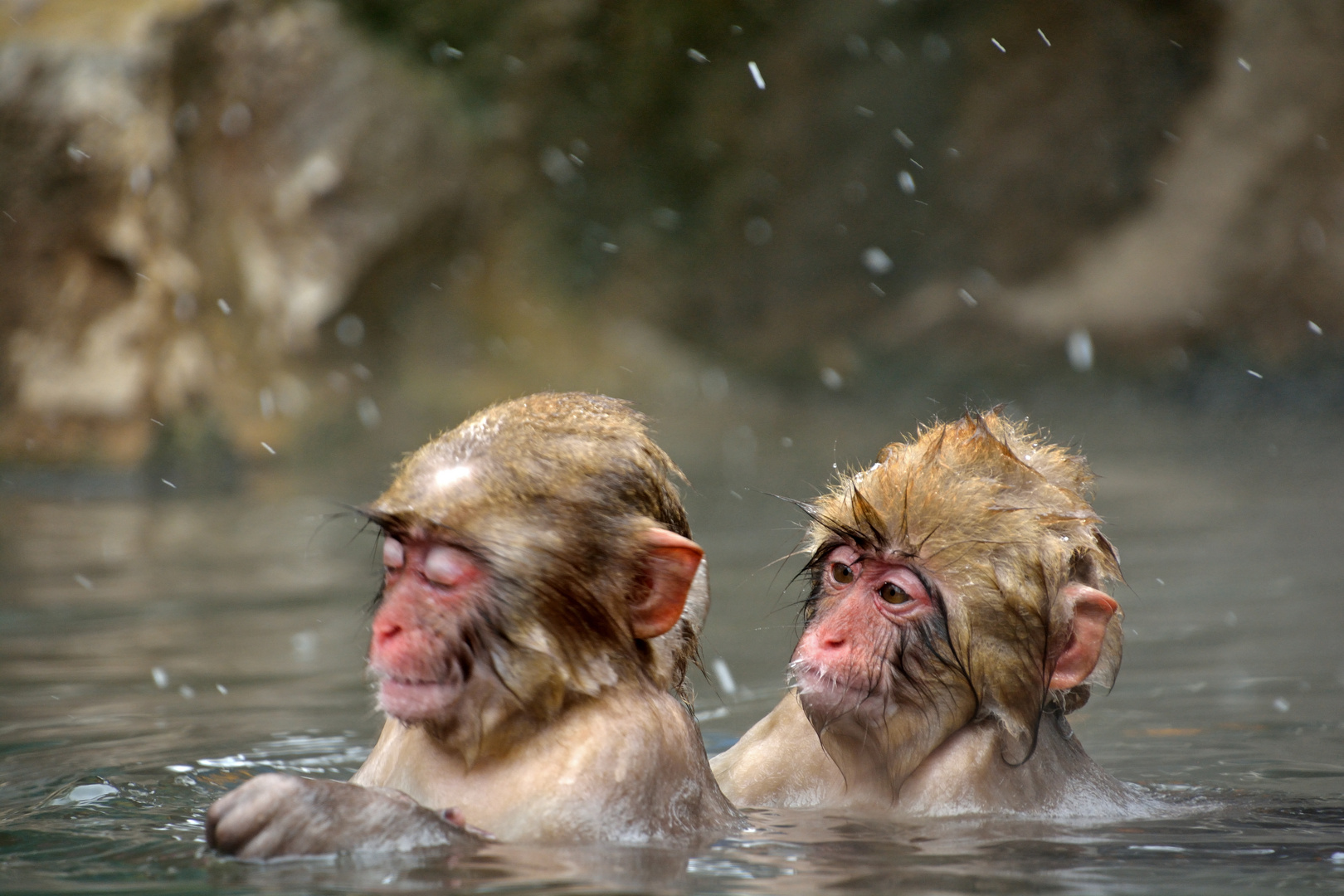 JAPAN FAUNA 18 Foto & Bild | wasser, winter, schnee Bilder auf