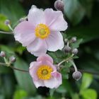 Japan-Herbst-Anemone