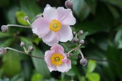 Japan-Herbst-Anemone