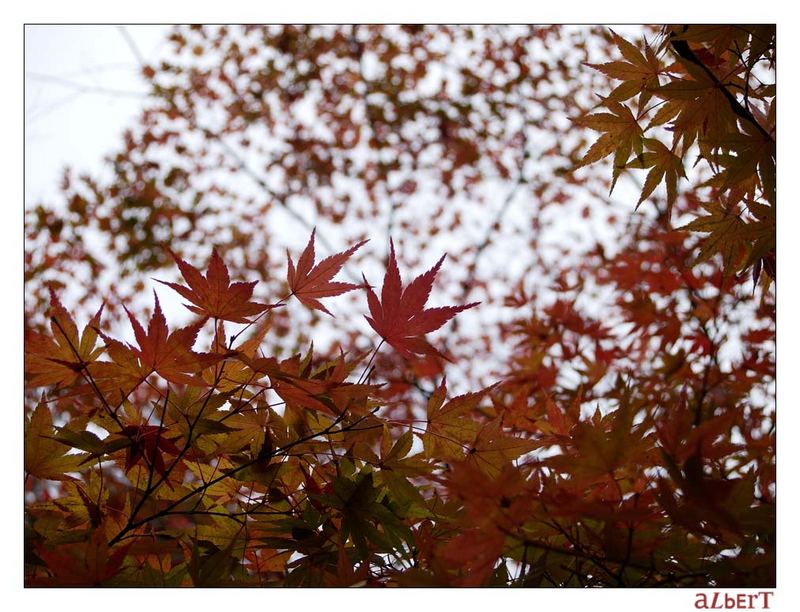 Japan im Romberg Park