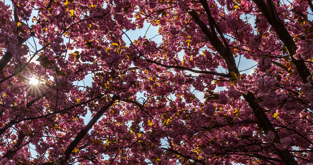 Japan Kirschblüte