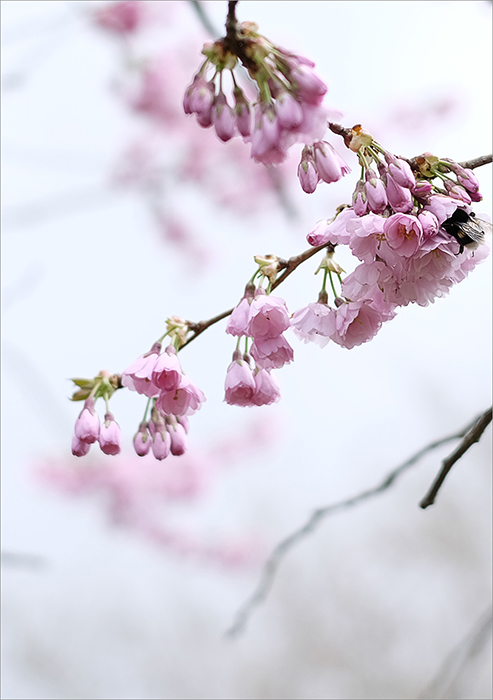 japan. kirschblüten #2