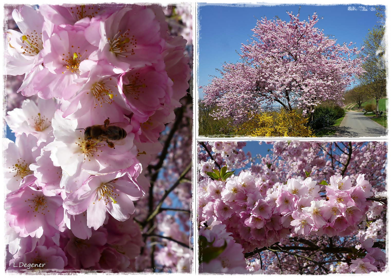 Japan.-Kirschblüten