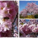 Japan.-Kirschblüten