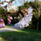 Japan. Kirschblüten