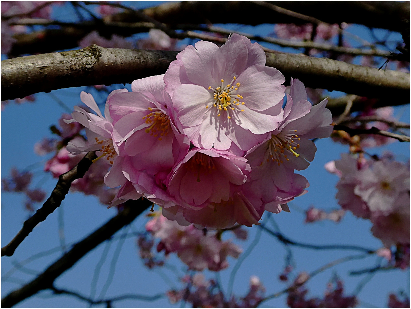 Japan. Kirschblüten