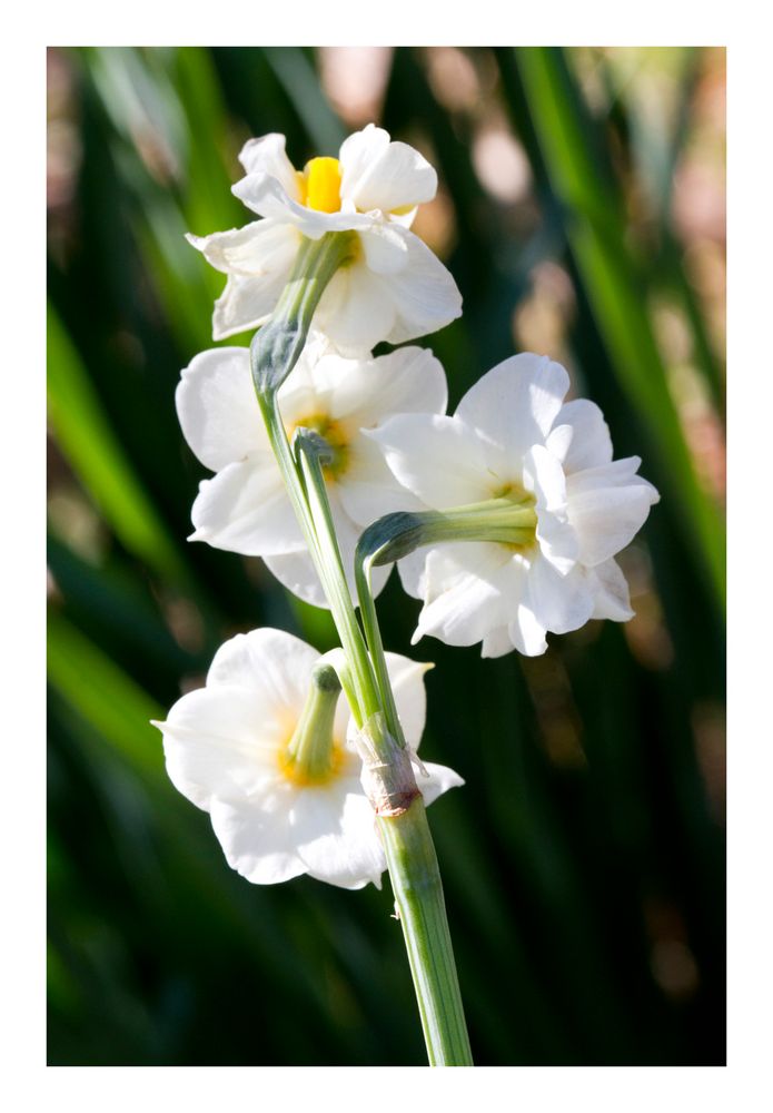 Japan narcissus-3