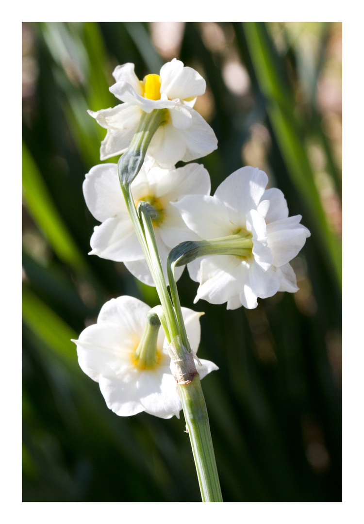 Japan narcissus-3