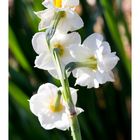 Japan narcissus-3