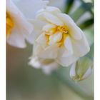 Japan narcissus-4