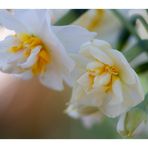 Japan narcissus-5