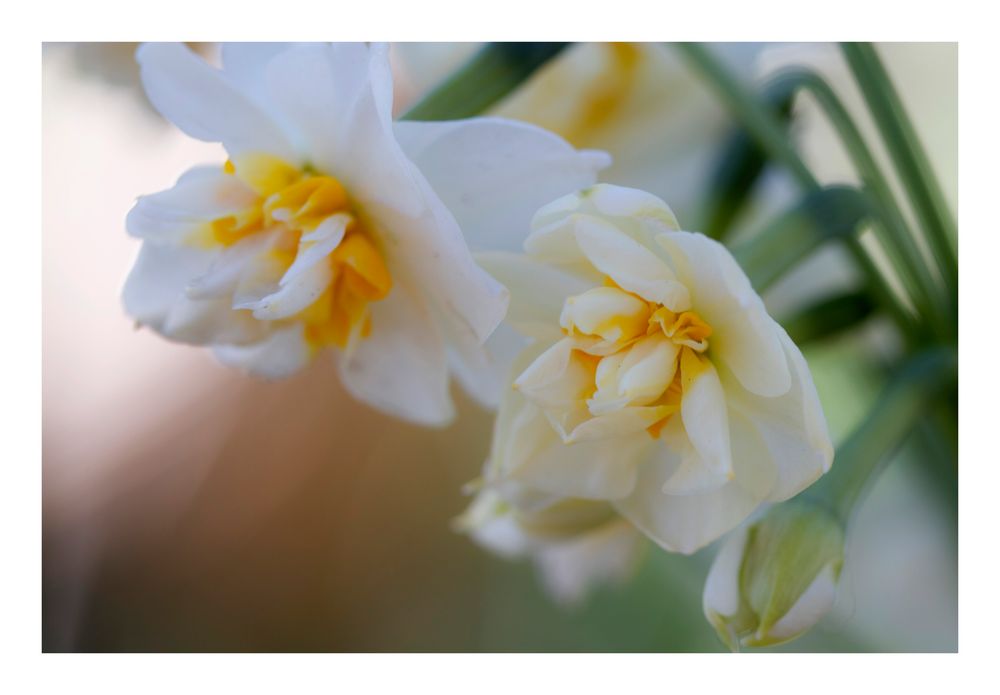 Japan narcissus-5