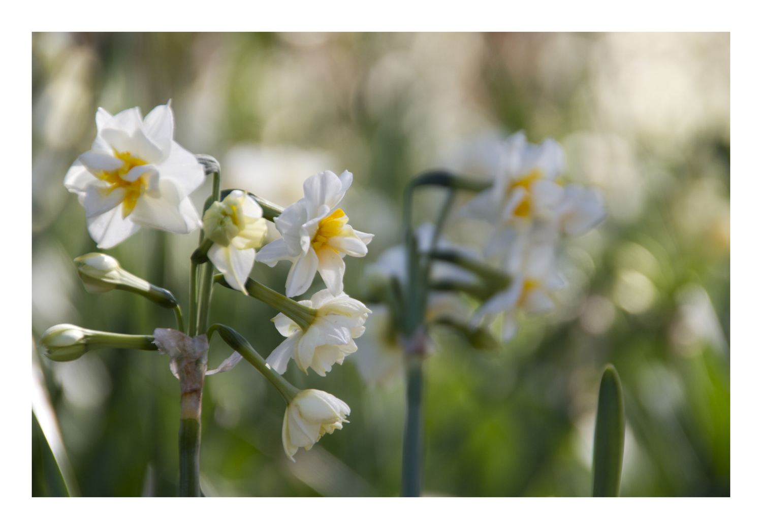 Japan narcissus-6