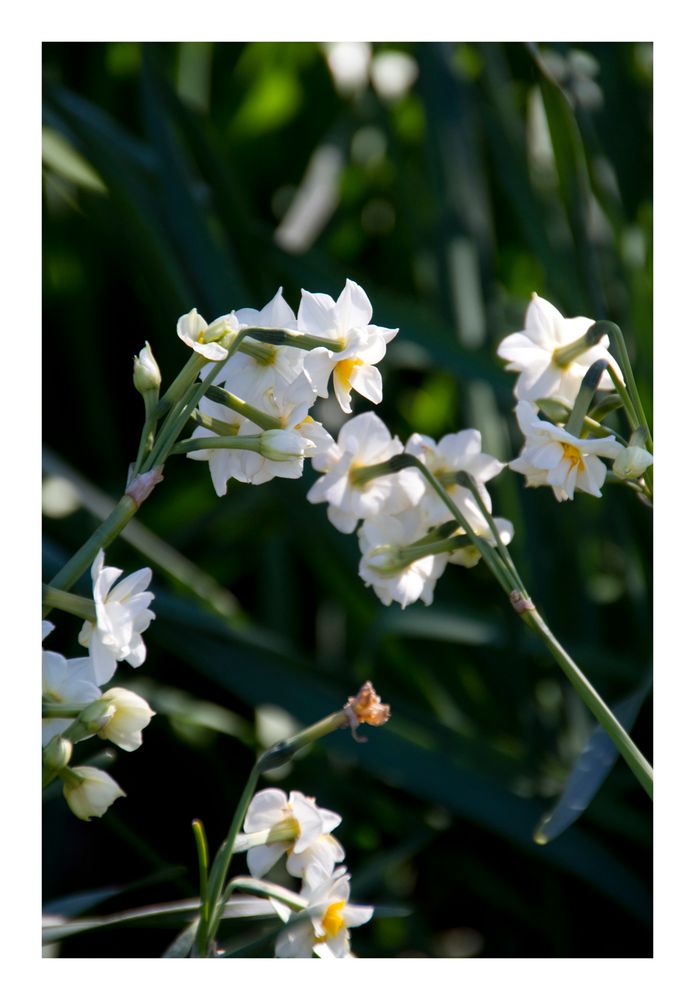 Japan narcissus-7