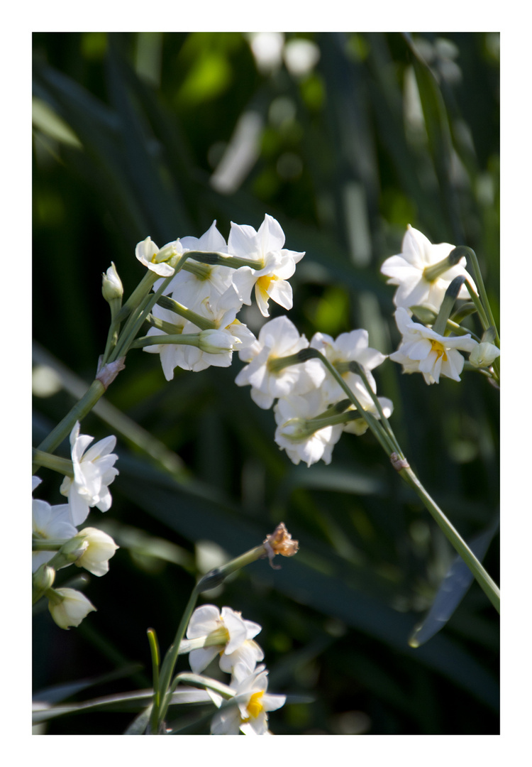 Japan narcissus-7