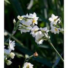 Japan narcissus-7