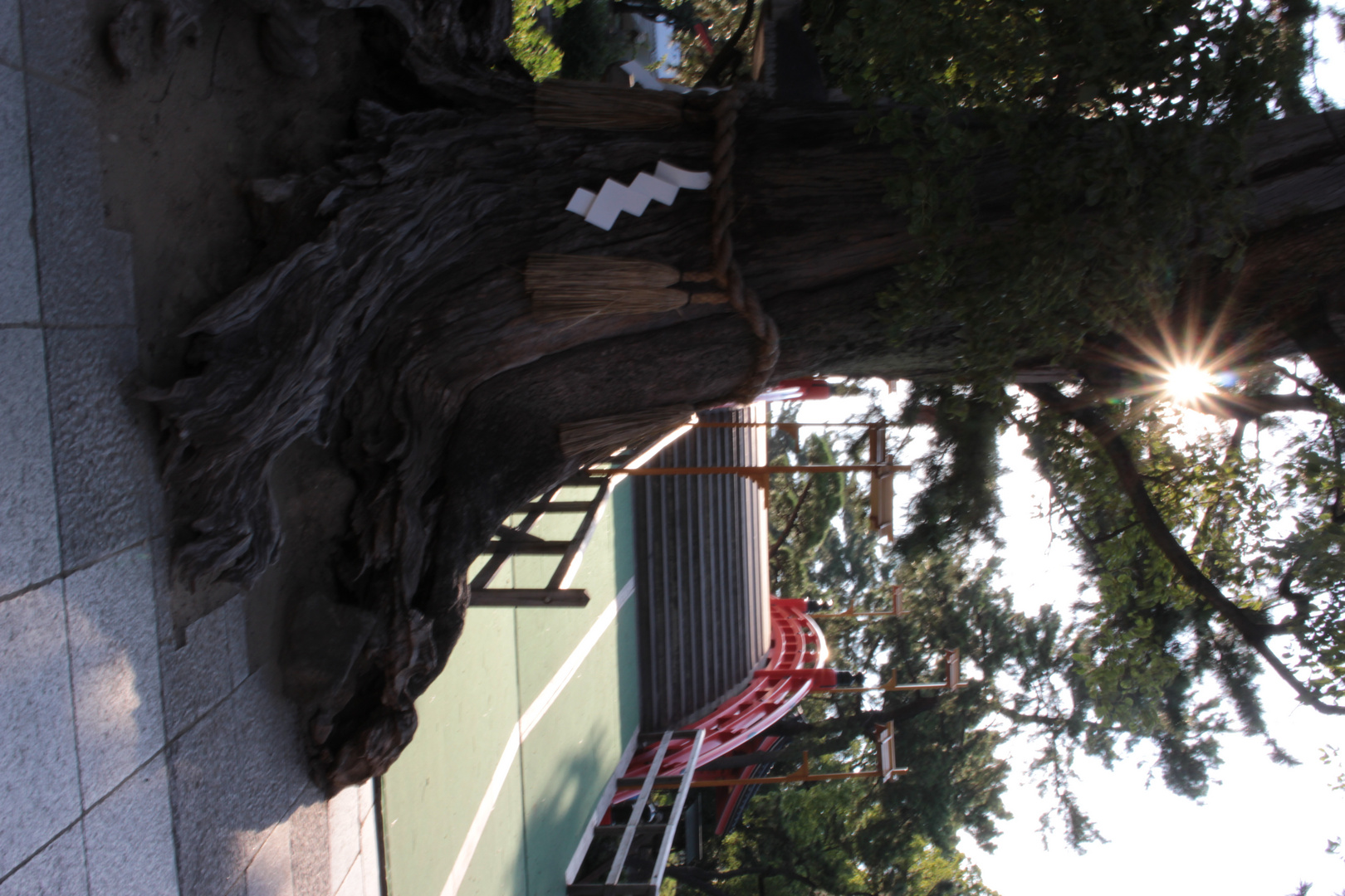 Japan Sumiyoshi-Taisha Tree