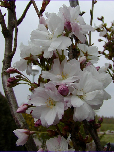 Japan. Zierkirsche-2