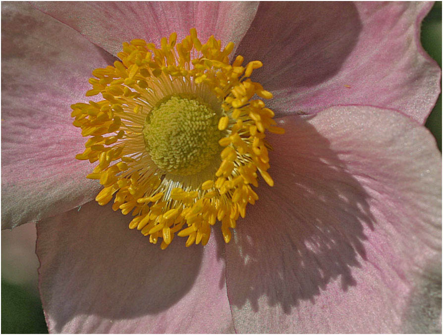 JapanAnemone